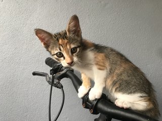 Bear, Spots, Tiger - Domestic Short Hair Cat