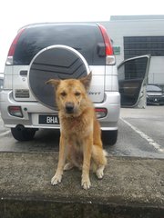 Lost Boy - Mixed Breed Dog