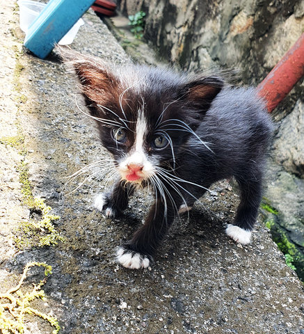 Whiskie - Domestic Short Hair Cat