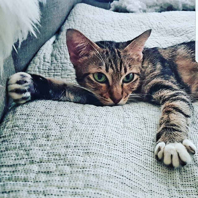 Murphy - Bengal Cat