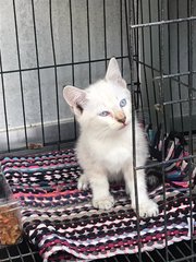 Milky - Domestic Medium Hair Cat