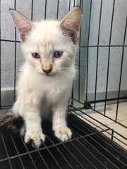 Milky - Domestic Medium Hair Cat