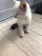 Milky - Domestic Medium Hair Cat