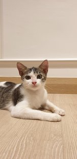 Ersa - Domestic Short Hair Cat