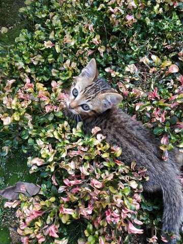 Mummy Cat And Kittens - Domestic Short Hair Cat