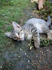 Mummy Cat And Kittens - Domestic Short Hair Cat