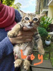 Mummy Cat And Kittens - Domestic Short Hair Cat