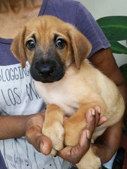 Mocha - Labrador Retriever Mix Dog