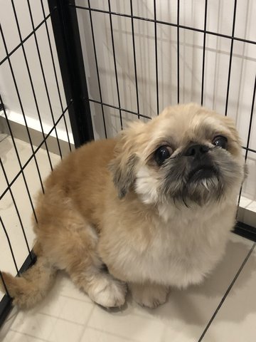 Deedee - Pekingese Mix Dog