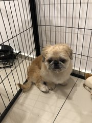 Deedee - Pekingese Mix Dog