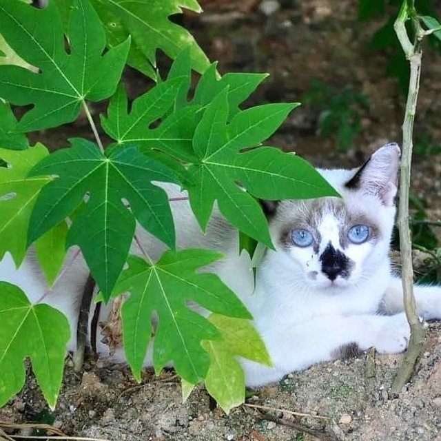 Blanca, Mowgli &amp; Piloutte - Domestic Short Hair Cat