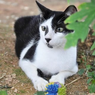 Blanca, Mowgli &amp; Piloutte - Domestic Short Hair Cat