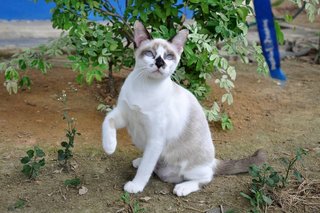 Blanca, Mowgli &amp; Piloutte - Domestic Short Hair Cat