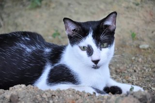 Blanca, Mowgli &amp; Piloutte - Domestic Short Hair Cat