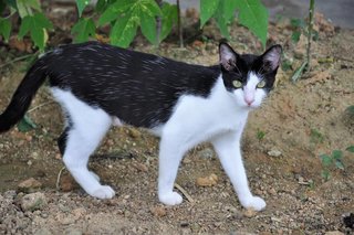 Blanca, Mowgli &amp; Piloutte - Domestic Short Hair Cat