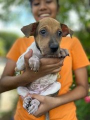 Julie And Mira - Mixed Breed Dog