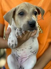 Julie And Mira - Mixed Breed Dog