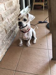 Timmy - Mixed Breed Dog