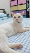 White - Domestic Short Hair Cat