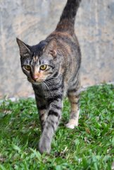 Tiger - Domestic Short Hair Cat