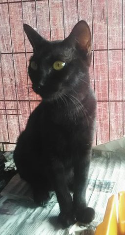 Tami (Black) - Domestic Short Hair Cat