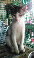 Juan (Brown &amp; White) - Domestic Short Hair Cat