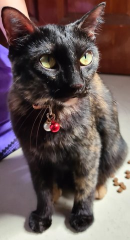 Nala - Tortoiseshell Cat