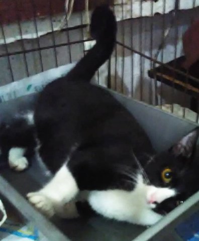 Felix (Anak) Black &amp; White - Domestic Short Hair Cat