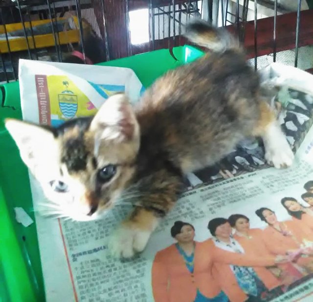 Jelat (Tricolor - Light) Kitten - Domestic Short Hair Cat