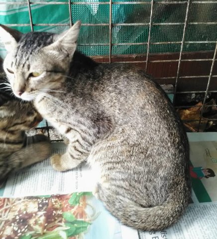 Rumput (Brown) - Domestic Short Hair Cat