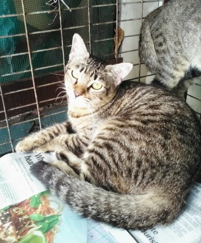 Pokok (Brown) - Domestic Short Hair Cat