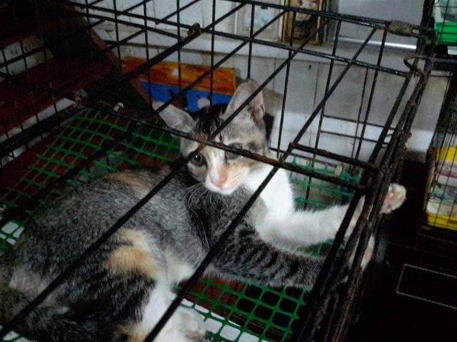 Simpul (Tricolor) - Domestic Short Hair Cat