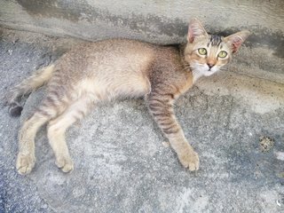 Brownie - Domestic Short Hair Cat