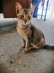 Brownie - Domestic Short Hair Cat