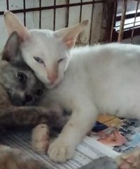 Putih (White) - Domestic Short Hair Cat