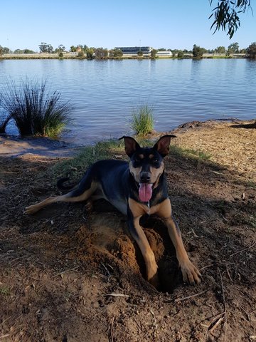 Mallee - Australian Kelpie Dog