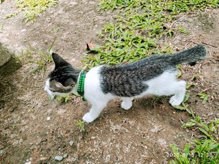 Kipo,san,kordeck - Domestic Short Hair Cat