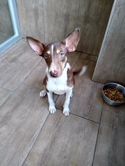 Tambourine - Mixed Breed Dog