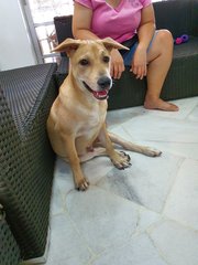 Peanut - Mixed Breed Dog