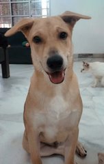 Peanut - Mixed Breed Dog