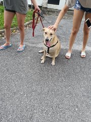 Peanut - Mixed Breed Dog