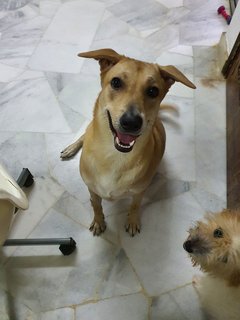 Peanut - Mixed Breed Dog