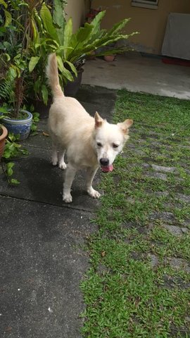 Buddy - Mixed Breed Dog