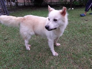 Buddy - Mixed Breed Dog