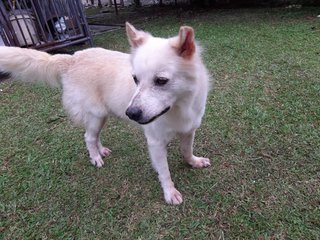 Buddy - Mixed Breed Dog