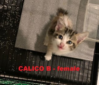 Calico B - female