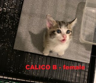 Calico B - female