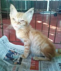 Kuku (Orange) - Domestic Short Hair Cat