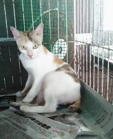 Mulan (Tricolor) - Domestic Short Hair Cat