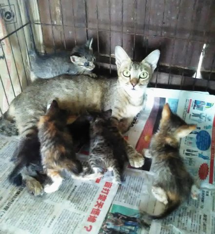 Mona (Brown) - Mother With 5 Kittens - Domestic Short Hair Cat